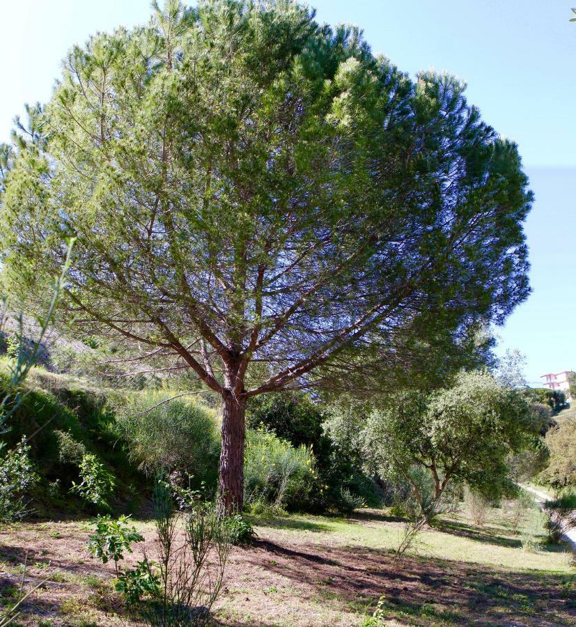 הוילה ניס La Coulina מראה חיצוני תמונה